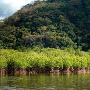 SM Prime’s Costa Del Hamilo, Inc. Safeguards a Mangrove forest