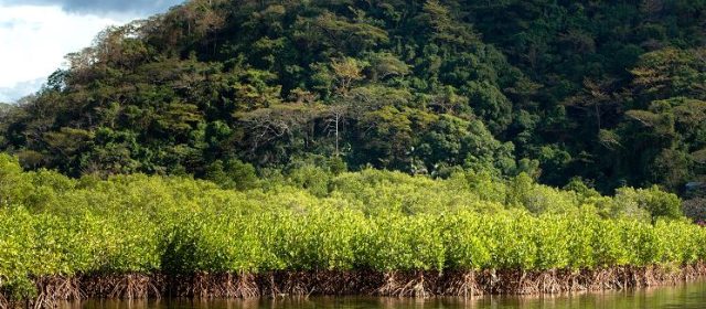 SM Prime’s Costa Del Hamilo, Inc. Safeguards a Mangrove forest